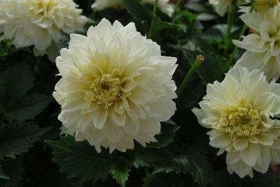 Hypnotica Dahlia White 