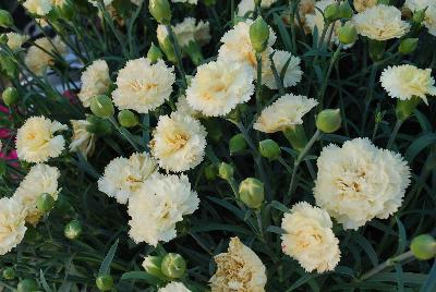 Odessa Dianthus Bling Bling 