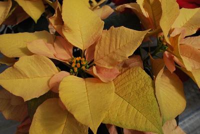  Poinsettia Autumn Leaves 