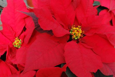  Poinsettia 'Primero Red'