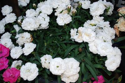 Sunflor Dianthus Cosmos 