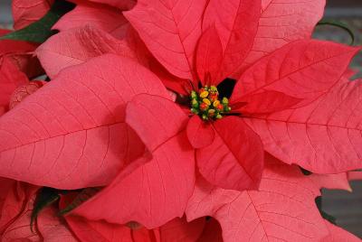  Poinsettia 'Majestic Pink'