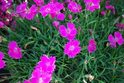 Island View Nursery: Dianthus Kahori 