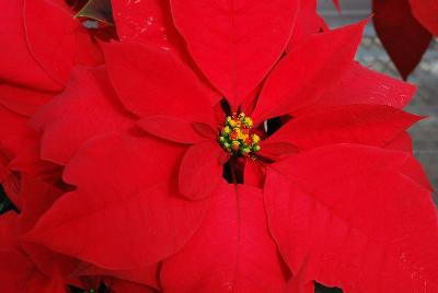  Poinsettia Majestic Red 