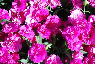 Sunflor Dianthus Fygi 