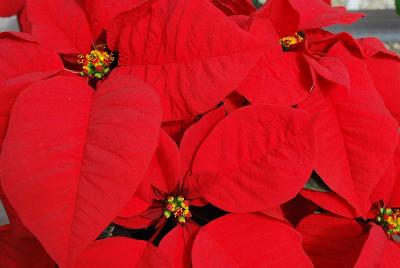  Poinsettia Brilliant Red 