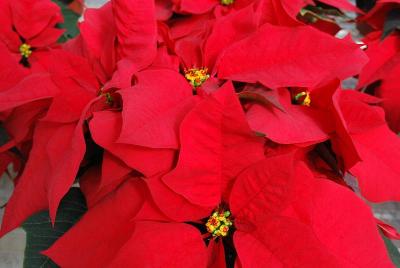  Poinsettia 'Advantage Red'