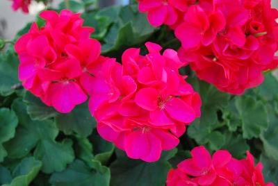 Cumbanita Geranium Deep Rose 