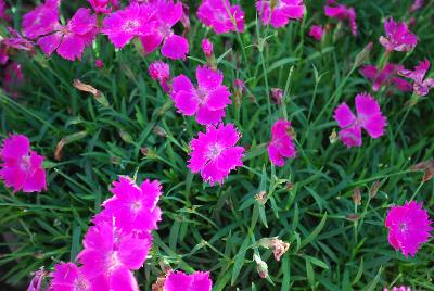 Island View Nursery: Dianthus Kahori 