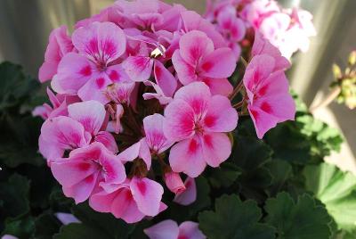 Sarita Geranium Soft Pink Splash 