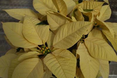  Poinsettia 'Premier White'