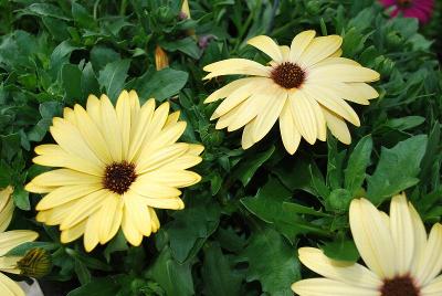 Margarita Supreme Osteospermum 'Yellow'
