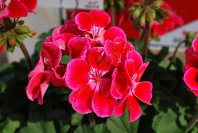 Sarita Geranium Neon Sizzle 