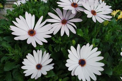 Margarita Supreme Osteospermum 'White'