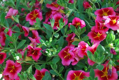 Dümmen Orange: Lindura® Calibrachoa Cosmos Strawberry 