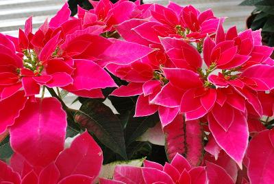  Poinsettia 'EK 3511'