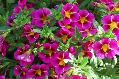 Calibrachoa Lindura® 'Cosmos Neon'