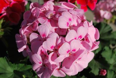 Sarita Geranium Soft Pink Splash 