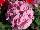 Sarita Geranium Soft Pink Splash 