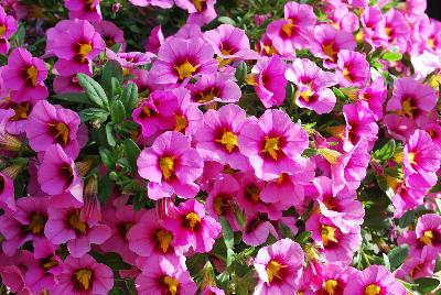 Calibrachoa Lindura® 'Cosmos Hot Pink'