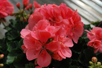 Spring Idols Geranium Salmon 