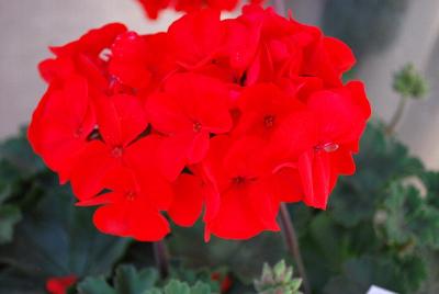 Sarita Geranium Fire 