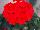 Sarita Geranium Fire 