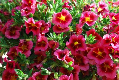 Dümmen Orange: Lindura® Calibrachoa Cosmos Strawberry 