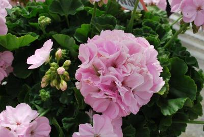 Spring Idols Geranium Pink Parfait 