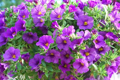 Calibrachoa Lindura® 'Purple 2015'