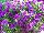 Lindura&reg; Calibrachoa Purple 2015 