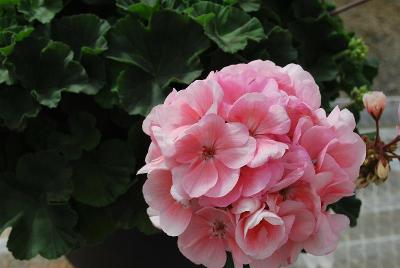 Spring Idols Geranium Light Salmon 