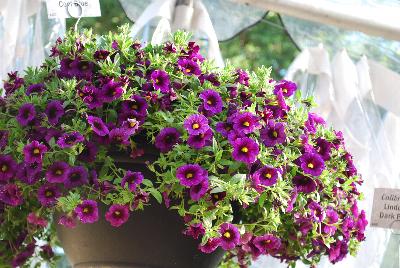 Calibrachoa Lindura® 'Cool Blue'