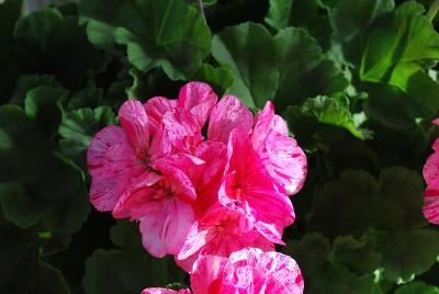 Survivor Geranium Pink Batik 