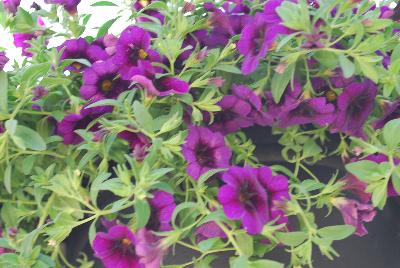 Calibrachoa Lindura® 'Cool Blue'