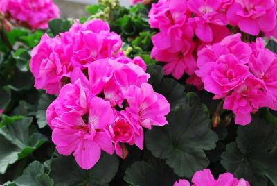 Spring Idols Geranium Pink Lovely 