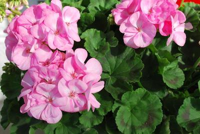 Dümmen Orange: Survivor Geranium Baby Face 