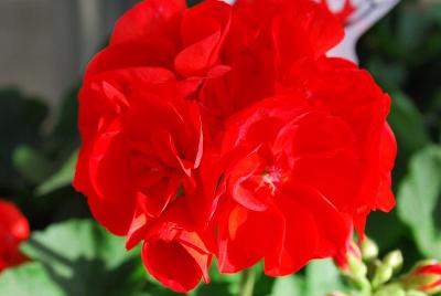 Survivor Geranium Scarlet 2015 