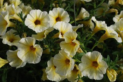 Supercal® Petchoa Light Yellow