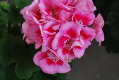 Grand Idols Geranium Hot Pink with Eye 