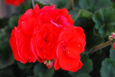 Savannah Geranium Oh So Orange 