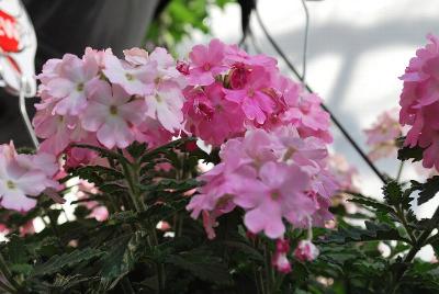 Empress™ Verbena Light Pink 