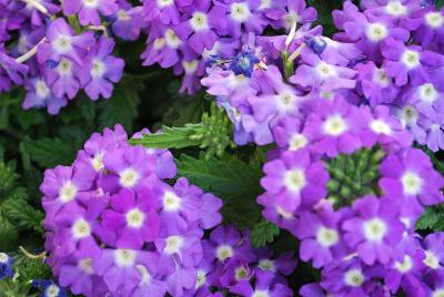 Empress™ Verbena Blue Charme 