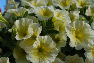 Fortunia Early™ Petchoa Yellow 