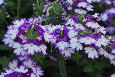 Wicked™ Verbena Cool Blue 