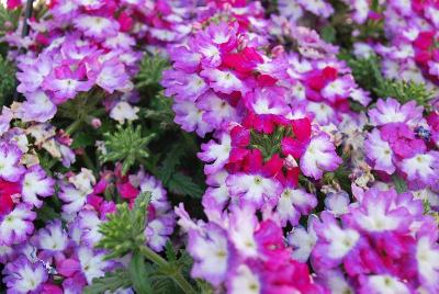 Wicked™ Verbena Mad Magenta 