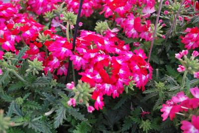 Wicked™ Verbena Pink Pepper 2015 