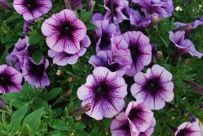 Fortunia Early™ Petchoa Purple Gem 