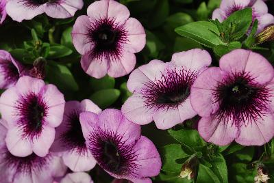 Fortunia Early™ Petchoa Purple Gem 