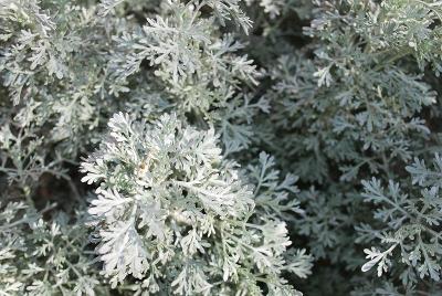  Parfum d'Ethiopia 'Parfum d'Ethiopia'